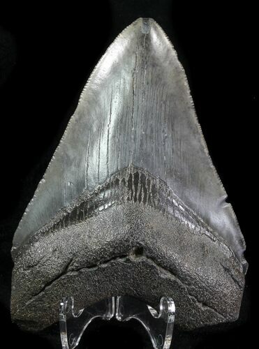 Fossil Megalodon Tooth - Serrated Blade #76552